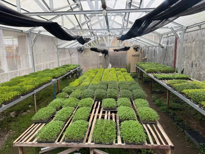 Menyemai Harapan dari Usaha Bibit Hortikultura